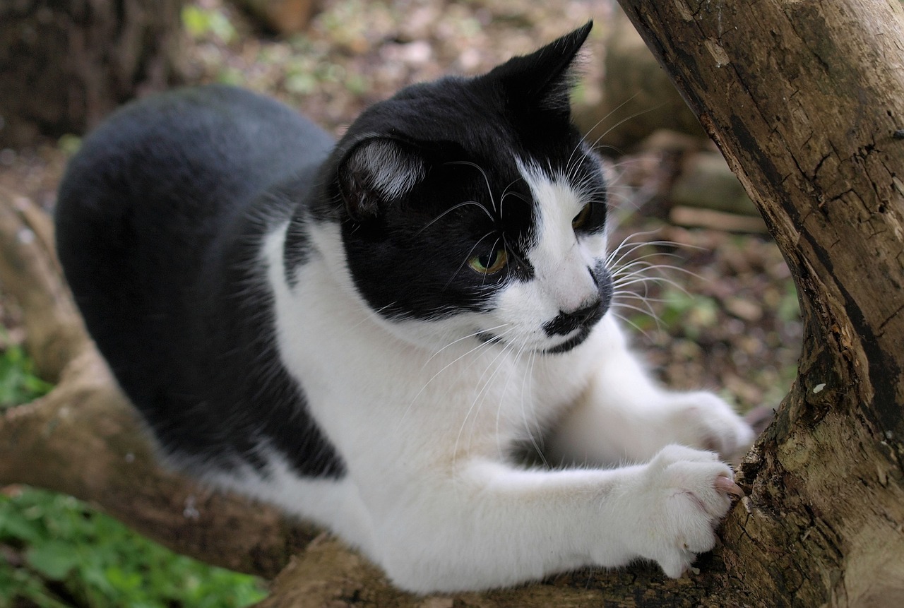 How to Train Your Cat to Use a Scratching Post